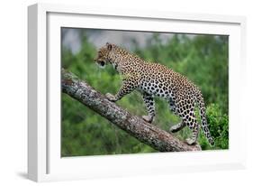 Leopard (Panthera Pardus) Climbing on Tree, Ndutu, Ngorongoro Conservation Area, Tanzania-null-Framed Photographic Print