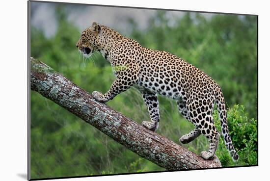 Leopard (Panthera Pardus) Climbing on Tree, Ndutu, Ngorongoro Conservation Area, Tanzania-null-Mounted Photographic Print