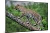 Leopard (Panthera Pardus) Climbing on Tree, Ndutu, Ngorongoro Conservation Area, Tanzania-null-Mounted Photographic Print