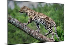 Leopard (Panthera Pardus) Climbing on Tree, Ndutu, Ngorongoro Conservation Area, Tanzania-null-Mounted Photographic Print
