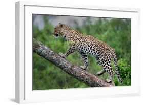 Leopard (Panthera Pardus) Climbing on Tree, Ndutu, Ngorongoro Conservation Area, Tanzania-null-Framed Photographic Print