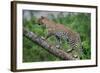 Leopard (Panthera Pardus) Climbing on Tree, Ndutu, Ngorongoro Conservation Area, Tanzania-null-Framed Photographic Print