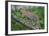 Leopard (Panthera Pardus) Climbing on Tree, Ndutu, Ngorongoro Conservation Area, Tanzania-null-Framed Photographic Print