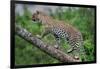 Leopard (Panthera Pardus) Climbing on Tree, Ndutu, Ngorongoro Conservation Area, Tanzania-null-Framed Photographic Print