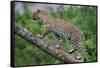 Leopard (Panthera Pardus) Climbing on Tree, Ndutu, Ngorongoro Conservation Area, Tanzania-null-Framed Stretched Canvas