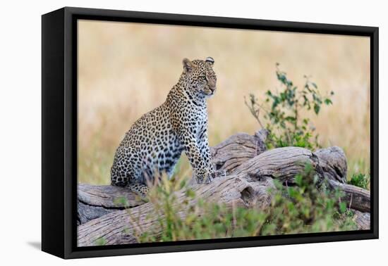Leopard (Panthera Pardus) Climbing on Tree, Serengeti National Park, Tanzania-null-Framed Stretched Canvas