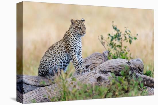 Leopard (Panthera Pardus) Climbing on Tree, Serengeti National Park, Tanzania-null-Stretched Canvas
