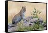 Leopard (Panthera Pardus) Climbing on Tree, Serengeti National Park, Tanzania-null-Framed Stretched Canvas