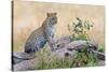 Leopard (Panthera Pardus) Climbing on Tree, Serengeti National Park, Tanzania-null-Stretched Canvas