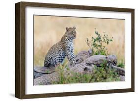 Leopard (Panthera Pardus) Climbing on Tree, Serengeti National Park, Tanzania-null-Framed Photographic Print