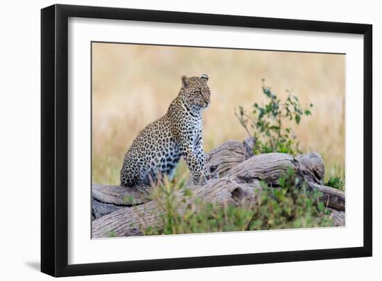 Leopard (Panthera Pardus) Climbing on Tree, Serengeti National Park, Tanzania-null-Framed Photographic Print