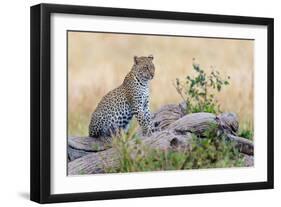 Leopard (Panthera Pardus) Climbing on Tree, Serengeti National Park, Tanzania-null-Framed Photographic Print