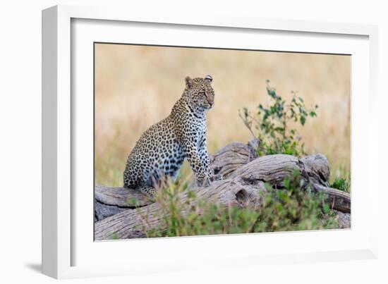 Leopard (Panthera Pardus) Climbing on Tree, Serengeti National Park, Tanzania-null-Framed Photographic Print