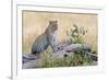 Leopard (Panthera Pardus) Climbing on Tree, Serengeti National Park, Tanzania-null-Framed Photographic Print