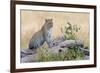 Leopard (Panthera Pardus) Climbing on Tree, Serengeti National Park, Tanzania-null-Framed Photographic Print