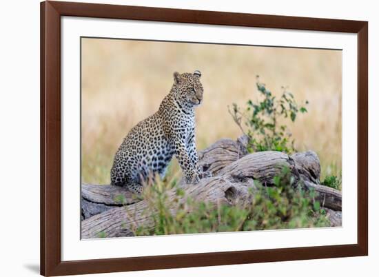 Leopard (Panthera Pardus) Climbing on Tree, Serengeti National Park, Tanzania-null-Framed Photographic Print