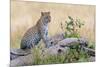 Leopard (Panthera Pardus) Climbing on Tree, Serengeti National Park, Tanzania-null-Mounted Photographic Print