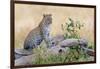 Leopard (Panthera Pardus) Climbing on Tree, Serengeti National Park, Tanzania-null-Framed Photographic Print