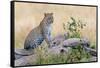 Leopard (Panthera Pardus) Climbing on Tree, Serengeti National Park, Tanzania-null-Framed Stretched Canvas