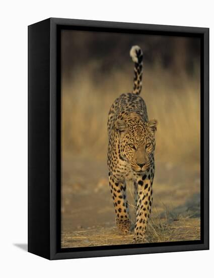 Leopard, Panthera Pardus, Duesternbrook Private Game Reserve, Windhoek, Namibia, Africa-Thorsten Milse-Framed Stretched Canvas