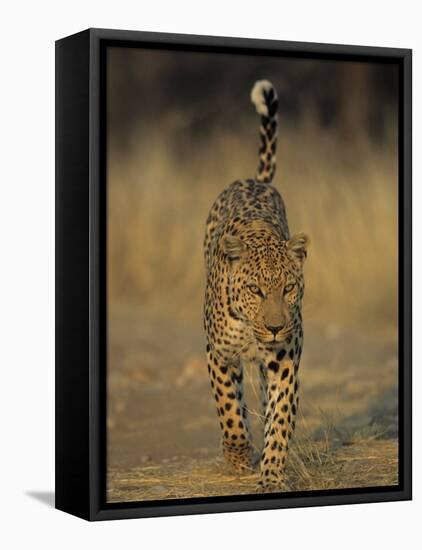 Leopard, Panthera Pardus, Duesternbrook Private Game Reserve, Windhoek, Namibia, Africa-Thorsten Milse-Framed Stretched Canvas