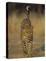 Leopard, Panthera Pardus, Duesternbrook Private Game Reserve, Windhoek, Namibia, Africa-Thorsten Milse-Stretched Canvas