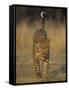 Leopard, Panthera Pardus, Duesternbrook Private Game Reserve, Windhoek, Namibia, Africa-Thorsten Milse-Framed Stretched Canvas