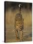 Leopard, Panthera Pardus, Duesternbrook Private Game Reserve, Windhoek, Namibia, Africa-Thorsten Milse-Stretched Canvas