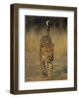 Leopard, Panthera Pardus, Duesternbrook Private Game Reserve, Windhoek, Namibia, Africa-Thorsten Milse-Framed Photographic Print