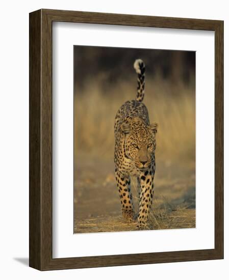 Leopard, Panthera Pardus, Duesternbrook Private Game Reserve, Windhoek, Namibia, Africa-Thorsten Milse-Framed Photographic Print