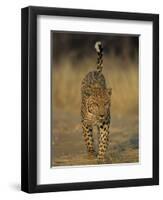 Leopard, Panthera Pardus, Duesternbrook Private Game Reserve, Windhoek, Namibia, Africa-Thorsten Milse-Framed Photographic Print