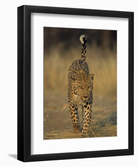 Leopard, Panthera Pardus, Duesternbrook Private Game Reserve, Windhoek, Namibia, Africa-Thorsten Milse-Framed Photographic Print