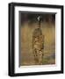 Leopard, Panthera Pardus, Duesternbrook Private Game Reserve, Windhoek, Namibia, Africa-Thorsten Milse-Framed Photographic Print