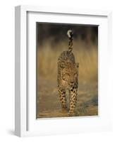 Leopard, Panthera Pardus, Duesternbrook Private Game Reserve, Windhoek, Namibia, Africa-Thorsten Milse-Framed Photographic Print