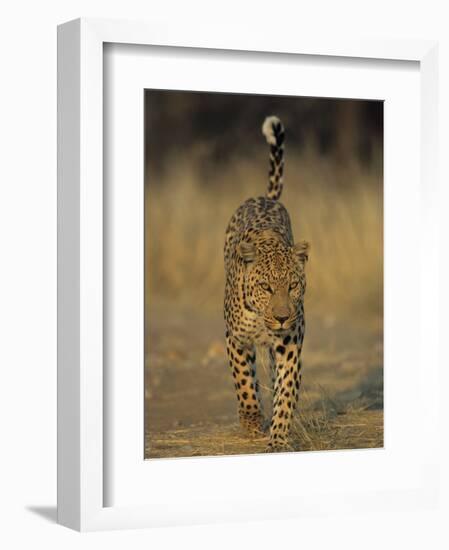 Leopard, Panthera Pardus, Duesternbrook Private Game Reserve, Windhoek, Namibia, Africa-Thorsten Milse-Framed Photographic Print