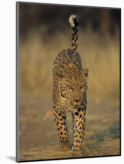 Leopard, Panthera Pardus, Duesternbrook Private Game Reserve, Windhoek, Namibia, Africa-Thorsten Milse-Mounted Photographic Print