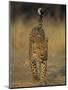 Leopard, Panthera Pardus, Duesternbrook Private Game Reserve, Windhoek, Namibia, Africa-Thorsten Milse-Mounted Photographic Print