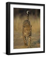 Leopard, Panthera Pardus, Duesternbrook Private Game Reserve, Windhoek, Namibia, Africa-Thorsten Milse-Framed Photographic Print