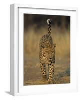 Leopard, Panthera Pardus, Duesternbrook Private Game Reserve, Windhoek, Namibia, Africa-Thorsten Milse-Framed Photographic Print