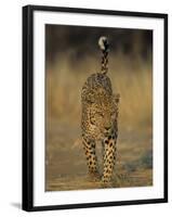 Leopard, Panthera Pardus, Duesternbrook Private Game Reserve, Windhoek, Namibia, Africa-Thorsten Milse-Framed Photographic Print