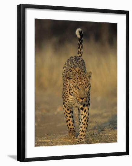 Leopard, Panthera Pardus, Duesternbrook Private Game Reserve, Windhoek, Namibia, Africa-Thorsten Milse-Framed Photographic Print