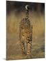 Leopard, Panthera Pardus, Duesternbrook Private Game Reserve, Windhoek, Namibia, Africa-Thorsten Milse-Mounted Photographic Print