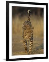 Leopard, Panthera Pardus, Duesternbrook Private Game Reserve, Windhoek, Namibia, Africa-Thorsten Milse-Framed Photographic Print