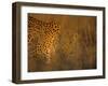 Leopard, Panthera Pardus, Duesternbrook Private Game Reserve, Windhoek, Namibia, Africa-Thorsten Milse-Framed Photographic Print