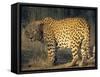 Leopard, Panthera Pardus, Duesternbrook Private Game Reserve, Windhoek, Namibia, Africa-Thorsten Milse-Framed Stretched Canvas