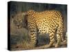 Leopard, Panthera Pardus, Duesternbrook Private Game Reserve, Windhoek, Namibia, Africa-Thorsten Milse-Stretched Canvas