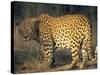 Leopard, Panthera Pardus, Duesternbrook Private Game Reserve, Windhoek, Namibia, Africa-Thorsten Milse-Stretched Canvas
