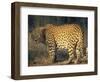 Leopard, Panthera Pardus, Duesternbrook Private Game Reserve, Windhoek, Namibia, Africa-Thorsten Milse-Framed Photographic Print