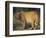 Leopard, Panthera Pardus, Duesternbrook Private Game Reserve, Windhoek, Namibia, Africa-Thorsten Milse-Framed Photographic Print