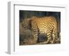 Leopard, Panthera Pardus, Duesternbrook Private Game Reserve, Windhoek, Namibia, Africa-Thorsten Milse-Framed Photographic Print